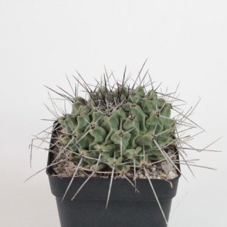 Thelocactus rinconensis Ø9cm