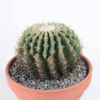 Echinocactus grusonii forma intermedia Ø12cm