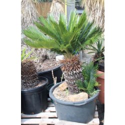 Cycas revoluta Höhe 120cm