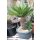 Cycas revoluta Höhe 120cm
