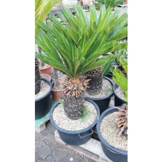 Cycas revoluta Höhe 110cm