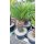 Cycas revoluta Höhe 110cm