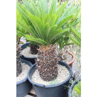 Cycas revoluta Höhe 90-100cm