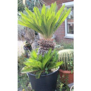 Cycas revoluta Höhe 160cm / mehrere Köpfe