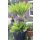 Cycas revoluta Höhe 160cm / mehrere Köpfe