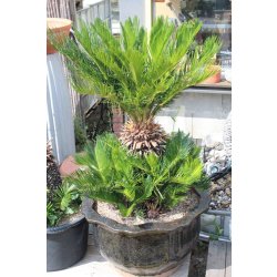 Cycas revoluta Höhe 130cm / mehrere Köpfe