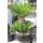 Cycas revoluta Höhe 130cm / mehrere Köpfe