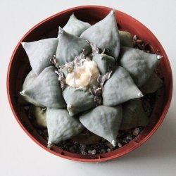 Ariocarpus retusus