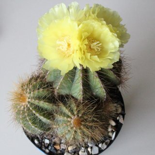 Parodia magnifica Gruppe Ø12cm