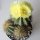 Parodia magnifica Gruppe Ø12cm