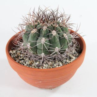 Gymnocalycium saglionis Ø10cm