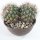 Gymnocalycium saglionis Gruppe Ø25cm
