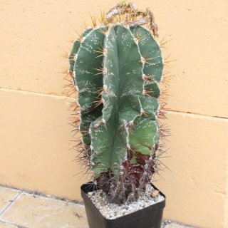 Astrophytum ornatum Ø15cm, Höhe 28cm