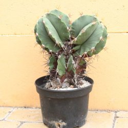 Astrophytum ornatum Höhe 18cm, 2 Köpfe