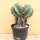 Astrophytum ornatum Höhe 18cm, 2 Köpfe