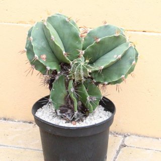 Astrophytum ornatum Höhe 18cm, 3 Köpfe