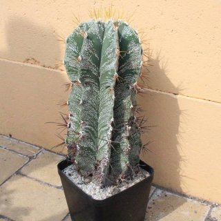 Astrophytum ornatum mirbellii Ø15cm, Höhe 28cm