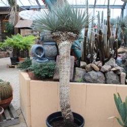 Yucca rostrata rigida Gesamthöhe 155cm