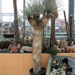 Yucca rostrata rigida Gesamthöhe 220cm