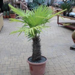 Trachycarpus fortunei Stamm 45cm , Gesamt 100cm