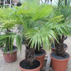 Trachycarpus fortunei Stamm 45cm , Gesamt 100cm