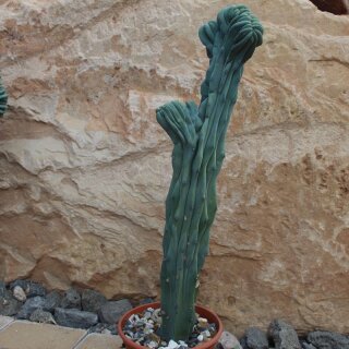 Myrtillocactus geometrizans var. cristata