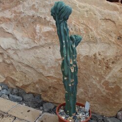 Myrtillocactus geometrizans var. cristata