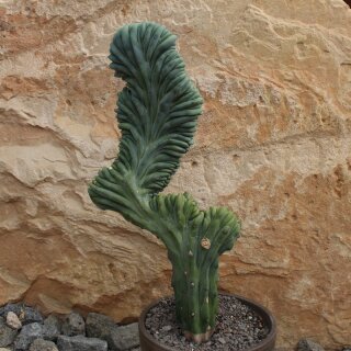 Myrtillocactus geometrizans var. cristata