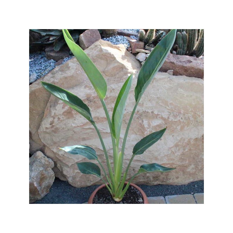 Strelitzia reginae Klein, 49,00