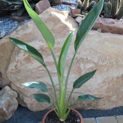 Strelitzia reginae Klein