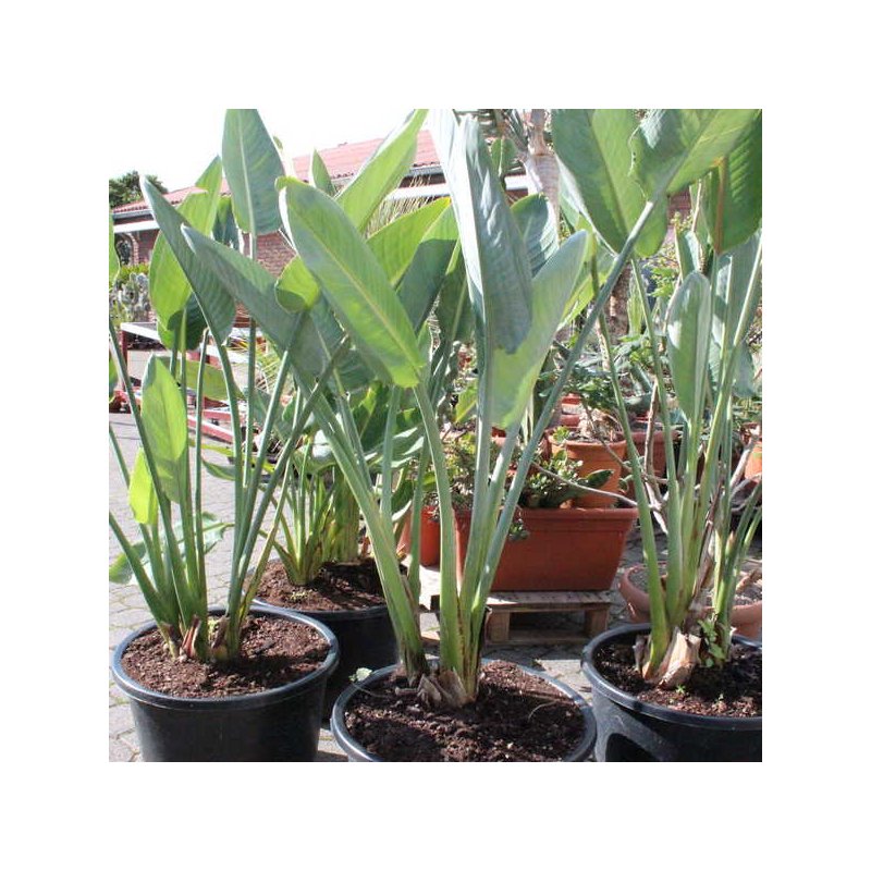 Strelitzia reginae Gro, 95,00