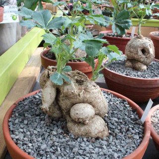 Jatropha berlandieri