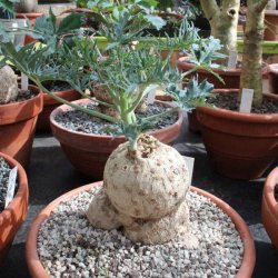 Jatropha berlandieri