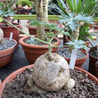Jatropha berlandieri