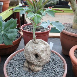 Jatropha berlandieri