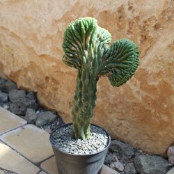Trichocereus pachanoi var. cristata