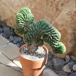 Trichocereus pachanoi var. cristata