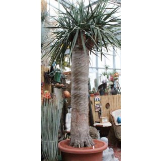 Dracaena draco 280cm