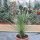 Dasylirion longissimum 100cm