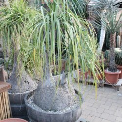 Elefantenfuß - Beaucarnea recurvata 180cm im Fass