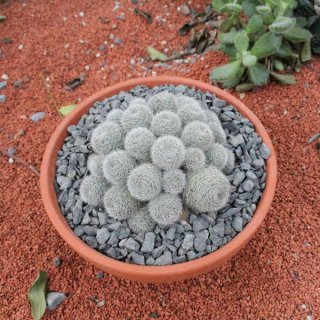 Rebutia