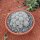 Rebutia
