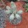 Euphorbia mammillaris f. variegata 12cm