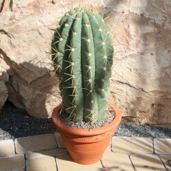 Trichocereus terscheckii 65cm