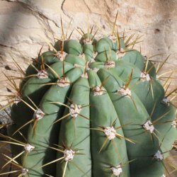Trichocereus terscheckii 65cm