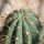 Trichocereus terscheckii 65cm