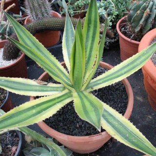 Agave