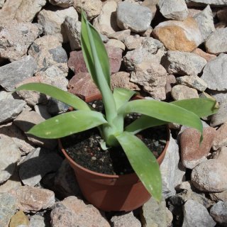 Agave attenuata 10-20cm