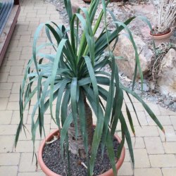 Dracaena draco 140cm