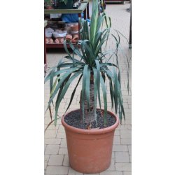 Dracaena draco 140cm